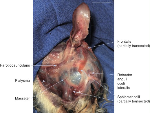 Ear diseases